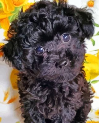 Cute Black Maltese Dog Puppy Paint By Numbers