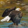 Eagle On The River Art Paint By Numbers