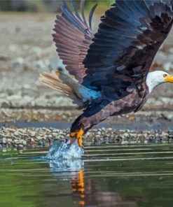 Eagle On The River Paint By Numbers