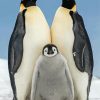 Emperor Penguin Paint By Numbers