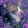 Kitten Wit Purple Flowers Paint By Numbers