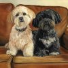 Lhasa Apso Dogs Paint By Numbers