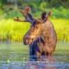 Moose In River Paint By Numbers