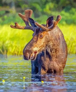 Moose In River Paint By Numbers