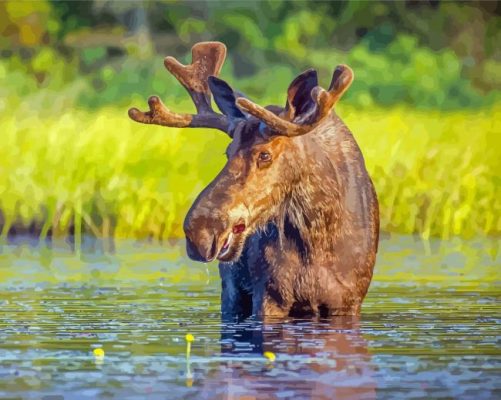 Moose In River Paint By Numbers