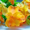 Orange And Yellow Alstroemeria Paint By Numbers