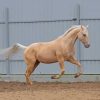 Palomino Horse Paint By Numbers