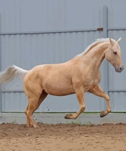 Palomino Horse Paint By Numbers