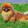 Pekingese Brown Dog Paint By Numbers