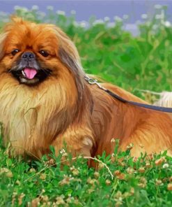 Pekingese Brown Dog Paint By Numbers