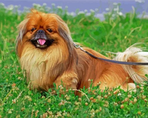 Pekingese Brown Dog Paint By Numbers