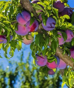 Plum Fruit Tree Paint By Numbers