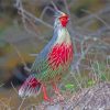 The Blood Pheasant Bird Paint By Numbers