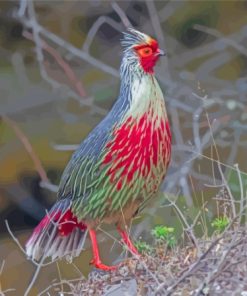 The Blood Pheasant Bird Paint By Numbers