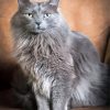 The Grey Ragdoll Cat Paint By Numbers