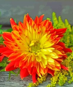 The Red Orange Dahlia Flower Paint By Numbers