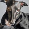 The Black Greyhound Dog Paint By Numbers