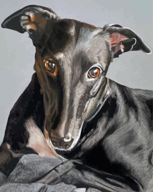 The Black Greyhound Dog Paint By Numbers