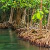 The Mangrove Forest Paint By Numbers