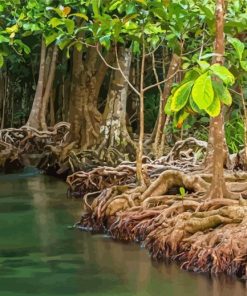 The Mangrove Forest Paint By Numbers