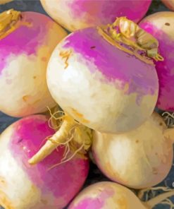 Turnip Vegetable Paint By Numbers