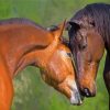 Two Brown Horses In Love Paint By Numbers