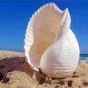 White Sea Shell Paint By Numbers