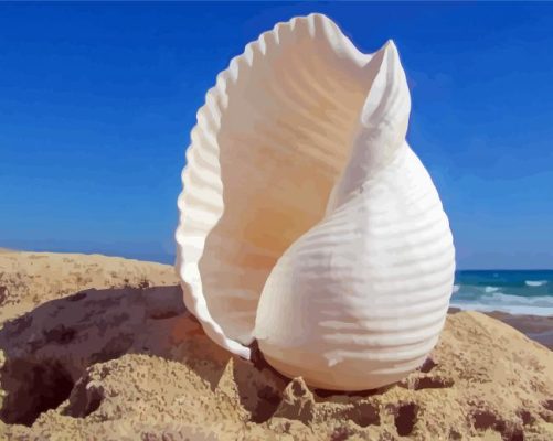 White Sea Shell Paint By Numbers