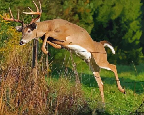 Whitetail Deer Paint By Numbers