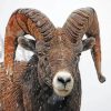 Wild Bighorn Sheep In Snow Paint By Numbers