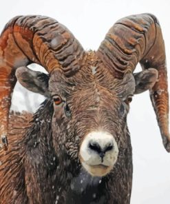 Wild Bighorn Sheep In Snow Paint By Numbers