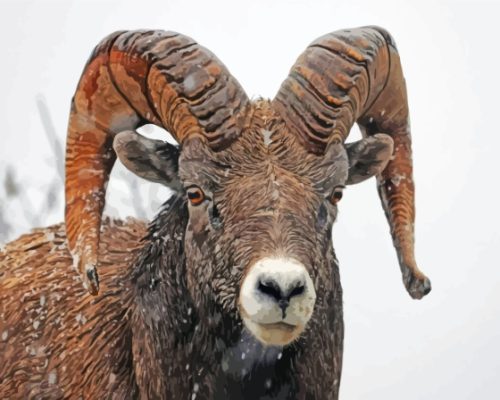 Wild Bighorn Sheep In Snow Paint By Numbers