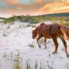 Wild Ponies On Assateague Island Paint By Numbers