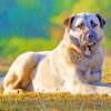 Aesthetic Anatolian Shepherd Dog Paint By Numbers