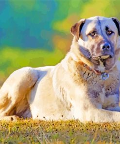 Aesthetic Anatolian Shepherd Dog Paint By Numbers