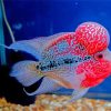 Aesthetic Flowerhorn Fish Paint By Numbers