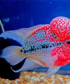 Aesthetic Flowerhorn Fish Paint By Numbers