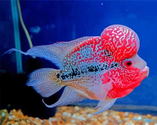 Aesthetic Flowerhorn Fish Paint By Numbers