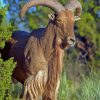 Aoudad Sheep Animal Paint By Numbers