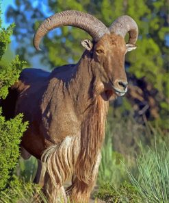 Aoudad Sheep Animal Paint By Numbers