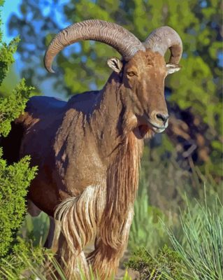 Aoudad Sheep Animal Paint By Numbers