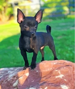 Baby Black Chihuahua Paint By Numbers