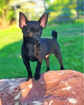 Baby Black Chihuahua Paint By Numbers