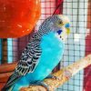 Blue Parakeet Bird Paint By Numbers