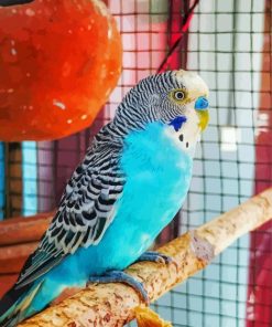 Blue Parakeet Bird Paint By Numbers