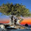 Bristlecone Pine With Sunset View Paint By Numbers