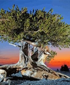 Bristlecone Pine With Sunset View Paint By Numbers