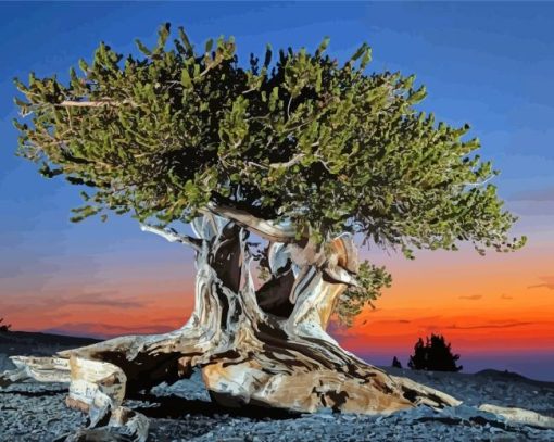 Bristlecone Pine With Sunset View Paint By Numbers