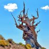 Bristlecone Pine Tree Paint By Numbers