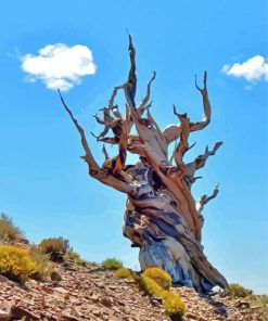 Bristlecone Pine Tree Paint By Numbers